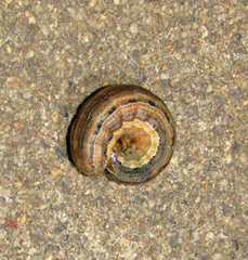 Noctuidae