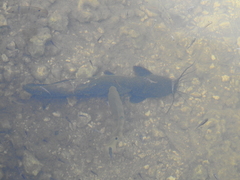 Clarias batrachus