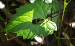 Calopteron discrepans