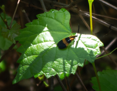 Calopteron discrepans