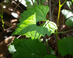 Calopteron discrepans