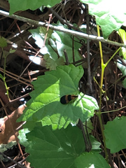 Calopteron discrepans