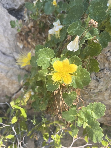Yellow stingbush (Eucnide bartonioides)