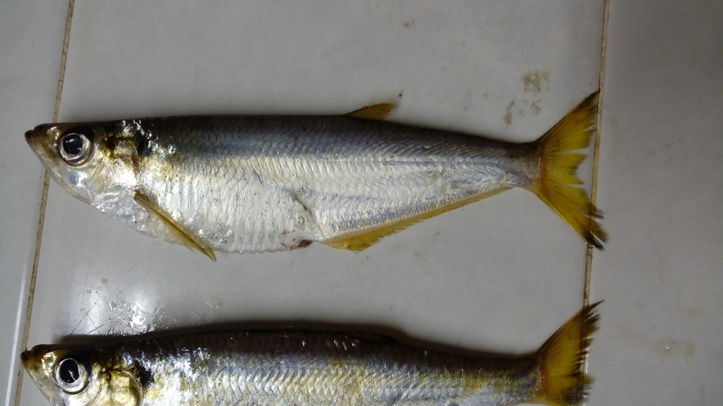 Yellowfin Herring
