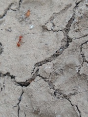 Solenopsis amblychila