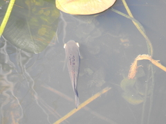Astronotus ocellatus
