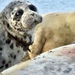 Caspian Seal - Photo (c) assel_seal, some rights reserved (CC BY-NC)