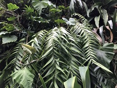 Zamia pseudoparasitica