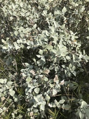 Ambrosia chenopodiifolia