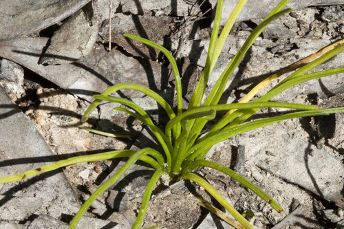 Drummond's quillwort (Isoetes drummondii)