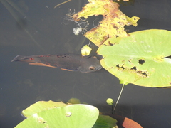 Astronotus ocellatus