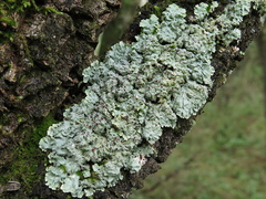 Pseudoparmelia