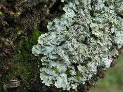 Pseudoparmelia