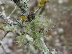 Usnea subelegans