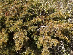 Juniperus formosana