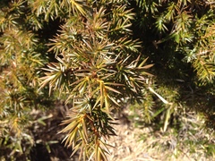 Juniperus formosana