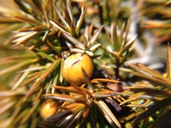 Juniperus formosana