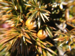 Juniperus formosana