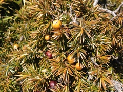 Juniperus formosana