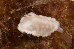 Goniobranchus epicurius