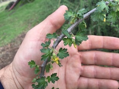 Ribes quercetorum