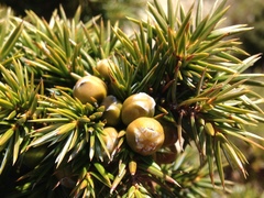 Juniperus formosana