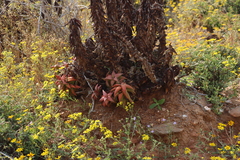 Aloe pearsonii, photograph (c) Tony Rebelo, some rights reserved (CC BY-SA)