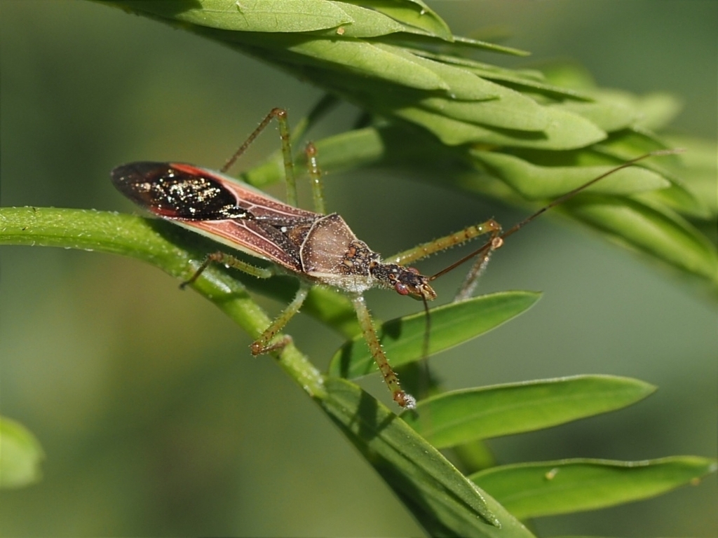 Leafhopper Assassin Bug (Zelus renardii) · iNaturalist