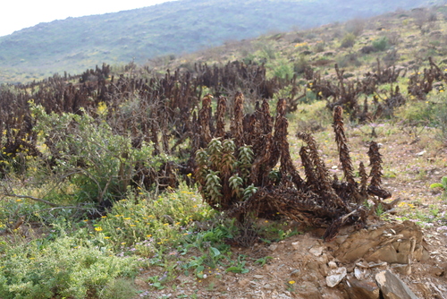 Aloe pearsonii, photograph 4
