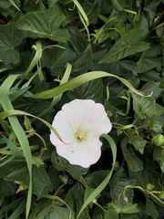Calystegia macrostegia macrostegia