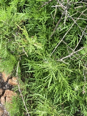 Malacothrix saxatilis implicata