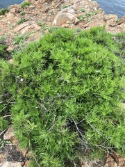 Malacothrix saxatilis implicata