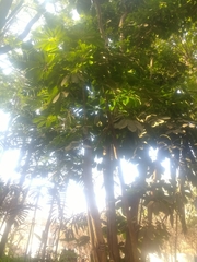 Heptapleurum arboricola