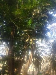 Heptapleurum arboricola