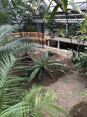 Sansevieria sambiranensis