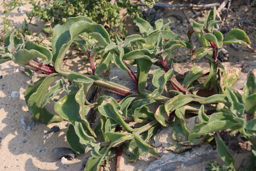 Image of Brakslaai (Mesembryanthemum guerichianum) by (c) Tony Rebelo, some rights reserved (CC BY-SA)