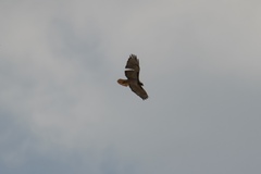 Buteo jamaicensis