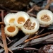Woolly Bird's Nest Fungus - Photo (c) Stacie Wolny, some rights reserved (CC BY-NC-SA), uploaded by Stacie Wolny