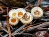 Woolly Bird's Nest Fungus - Photo (c) Stacie Wolny, some rights reserved (CC BY-NC-SA), uploaded by Stacie Wolny