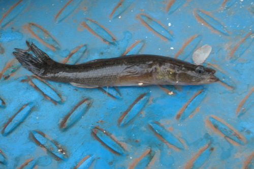 Black banded guavina (Oxyeleotris lineolata) — Eleotridae — 5