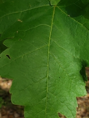 Acer rubrum var. trilobum image