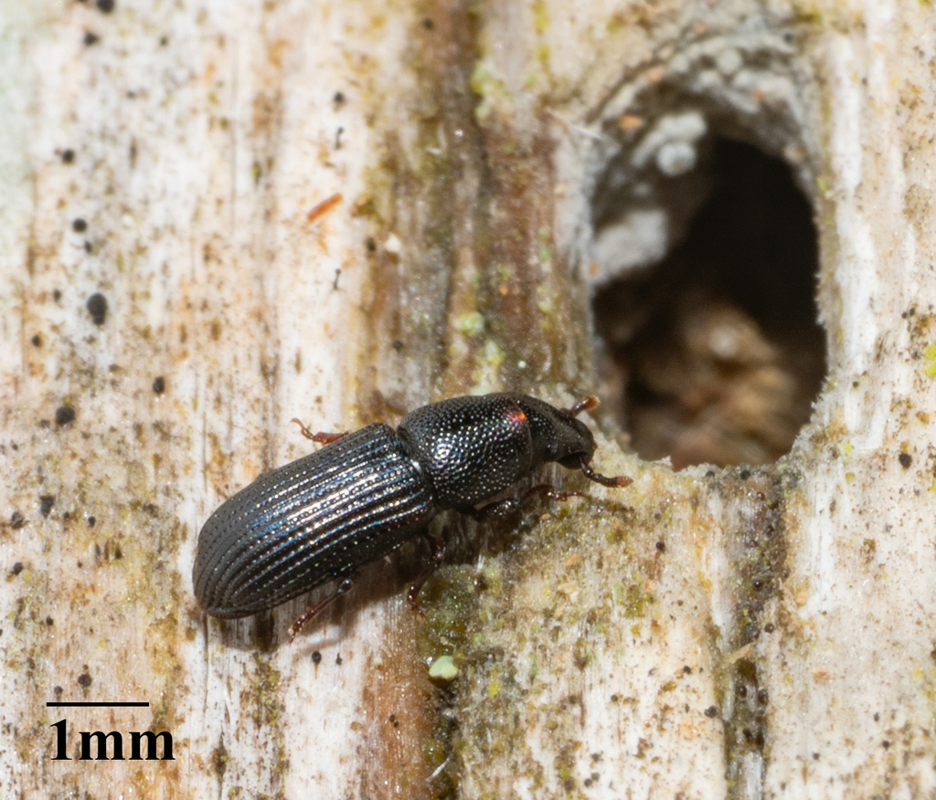 Rhyncolus sculpturatus