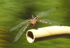 Rhyothemis phyllis beatricis
