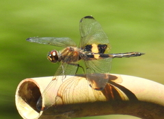 Rhyothemis phyllis beatricis