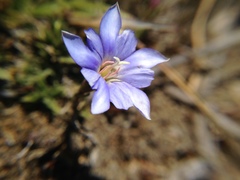 Gentiana arisanensis