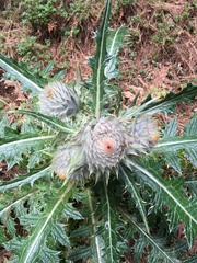 Cirsium ehrenbergii