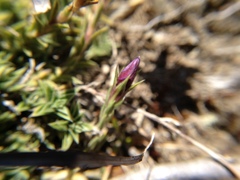 Gentiana arisanensis