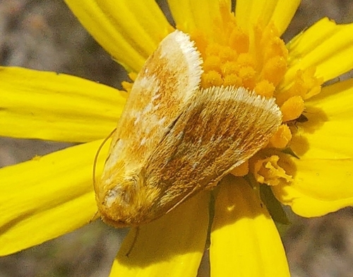 Fuller's flower moth photo 3