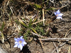 Gentiana arisanensis