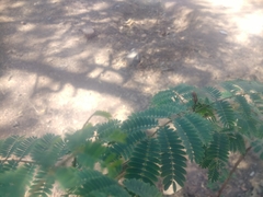 Senegalia rugata